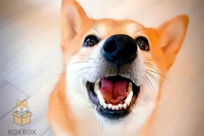 No.11 In Our Chiang Mai Animal Cafe List Will Make Your Heart Melt!