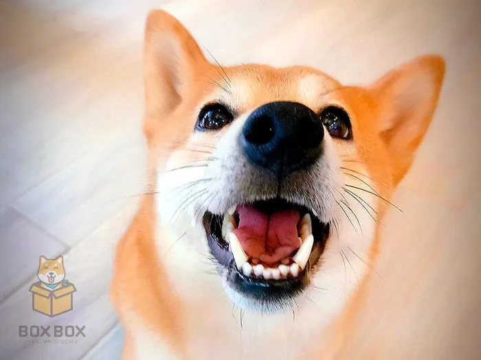 No.11 In Our Chiang Mai Animal Cafe List Will Make Your Heart Melt!