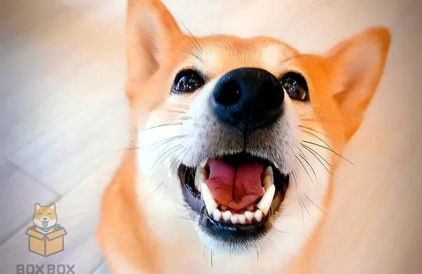 No.11 In Our Chiang Mai Animal Cafe List Will Make Your Heart Melt!