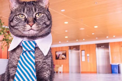 Cat teaching English online