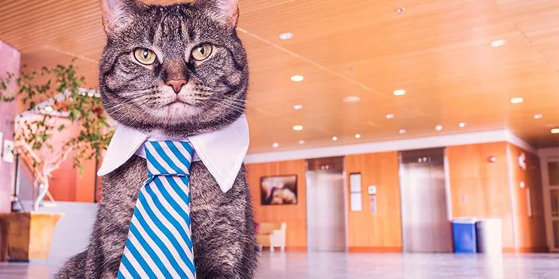 7 Fail-Safe Tips to Ace your Interview for Teaching English Online