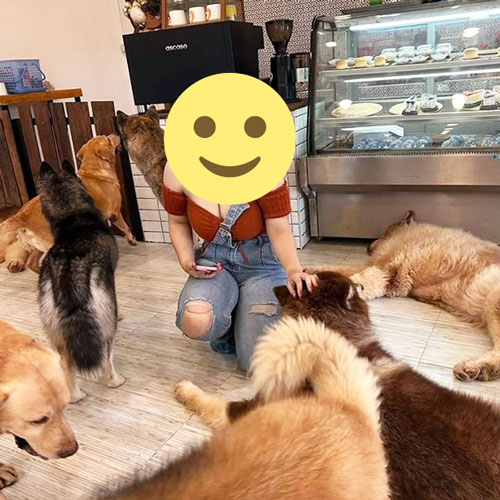 Box Box Dog Cafe