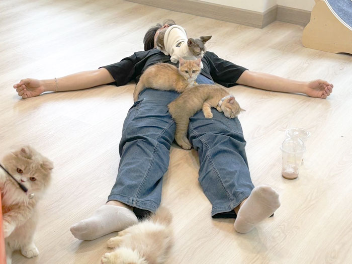Cat Party at Hello Mao Cat Cafe Chiang Mai