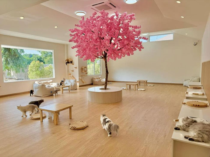 Catera Cat Cafe Room
