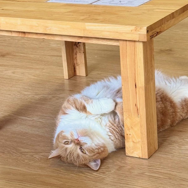 Catera Cute Fat Ginger Cat