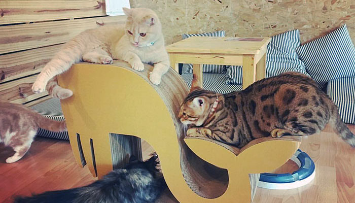 Catmosphere Cat Cafe