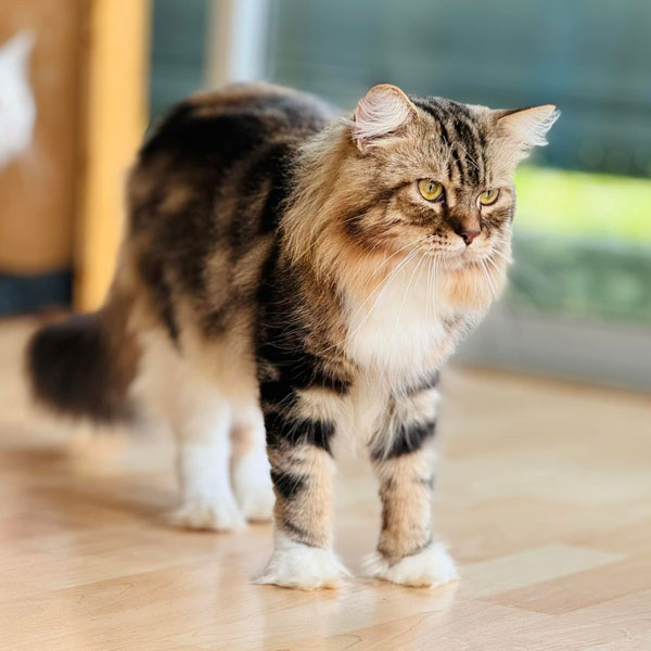 Jackie the Cat at Catopia