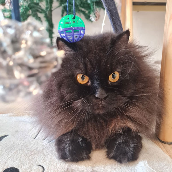 Cat's Alley Cafe Fluffy Black Cat