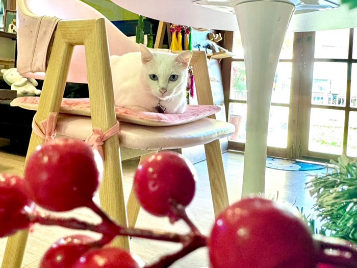 Cat's Alley Cat Cafe Interior