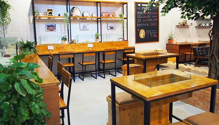 Harinezumi Hedgehog Cafe Chiang Mai
