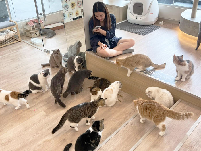 Mali Cat Cafe Chiang Mai Interior