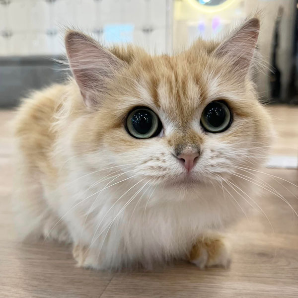 Cute Cat at Mali Cat Cafe