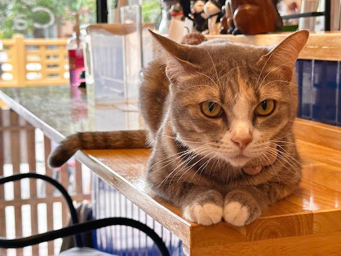 Pet's Paradise Cat Cafe Tabby Car