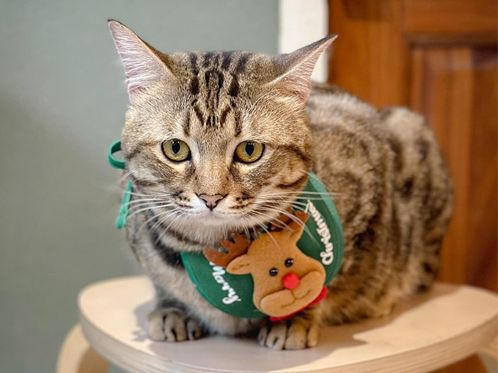 Popos Cat Cafe Tabby Cat