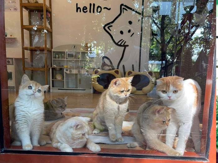 Por Phu Cat Cafe Chiang mai