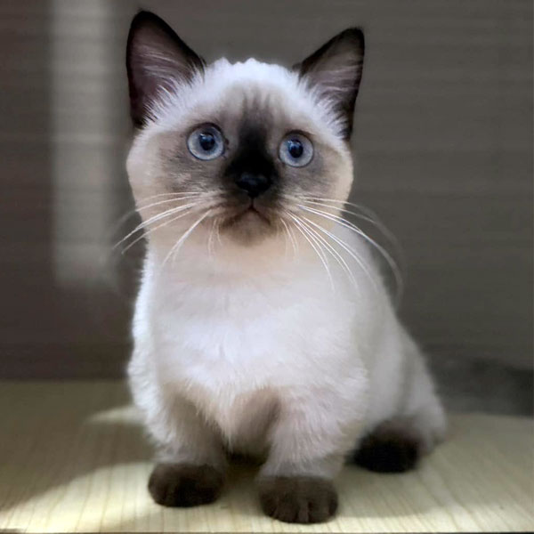 Por Phu Siamese Kitten