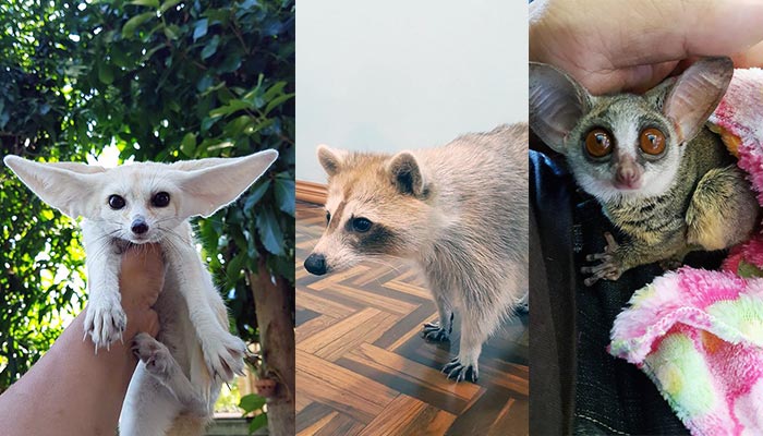 So Animal Cafe Chiang Mai
