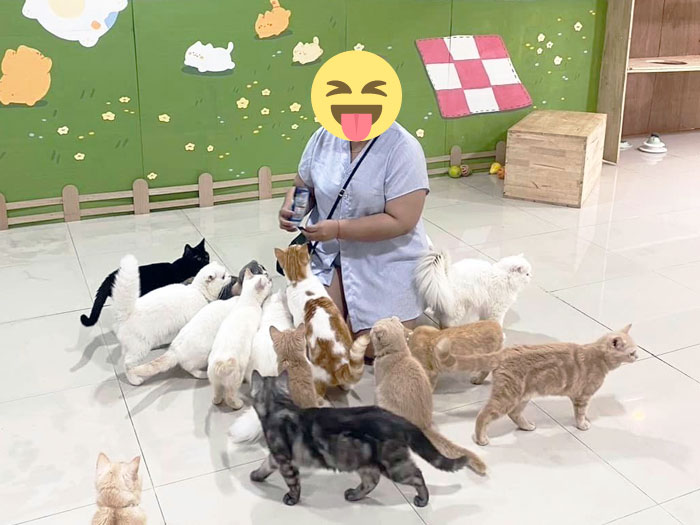 Sweet Cat Cafe Chiang Mai
