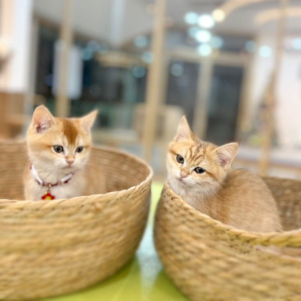 Hello Mao Cat Cafe Ginger Kittens