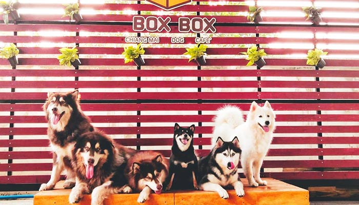 Box Box Dog Cafe CM